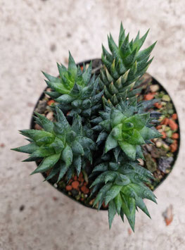 Haworthia glauca var. herrei fa. depauperata