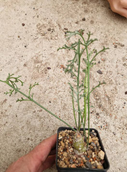 Pelargonium parviflorum