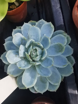 Echeveria elegans