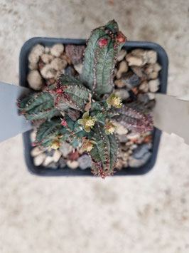Euphorbia tubiglans var. jansenvillensis