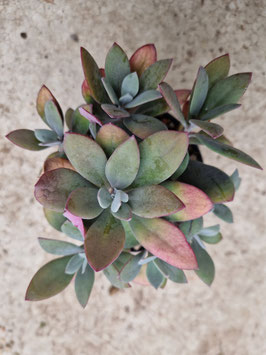 Senecio (Kleinia) grantii