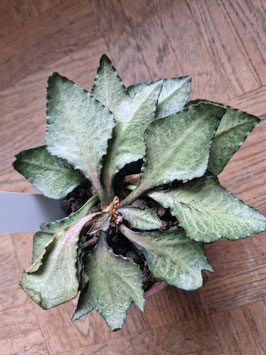 Euphorbia francoisii "Red Base"