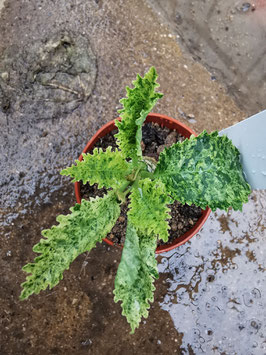 Dorstenia horwoodii? Hybrid variegata