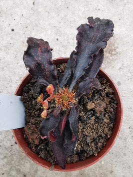 Euphorbia francoisii Hybride "Curly Black"