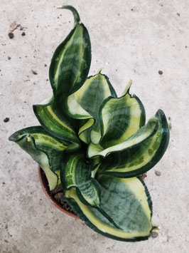 Sanevieria "Japanese Twister