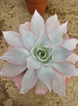 Echeveria cante