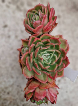 Echeveria agavoides "Gilva"