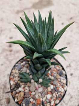 Haworthia glauca