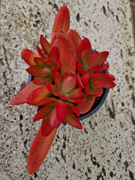 Crassula capitella "Campfire"