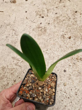 Brunsvigia bosmaniae "Blinkbergpass"