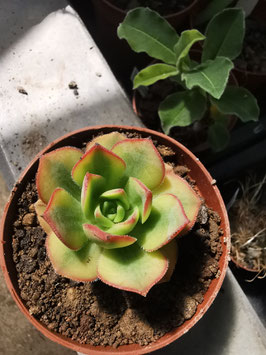 Aeonium "Star Burst"