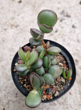 Adromischus subdistichus