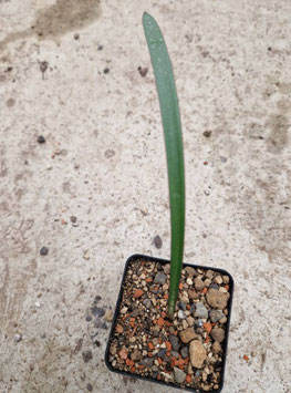 Haemanthus crispus