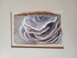 Turkey Tail