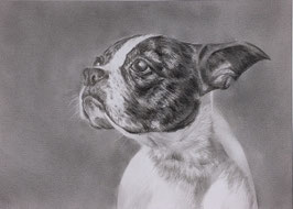"Perfektes Hundeportrait"