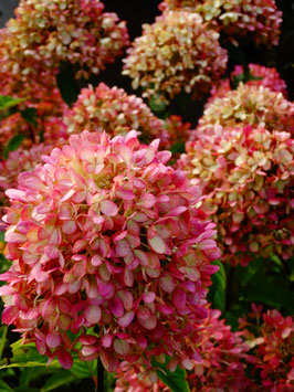 Rispenhortensie' Little Lime'