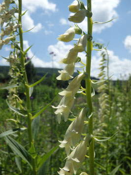 Digitalis lutea (Saatgut)