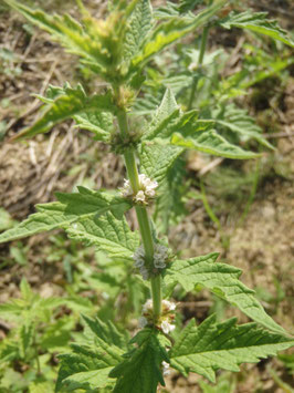 Lycopus europaeus (Saatgut)