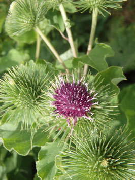 Arctium lappa (Saatgut)