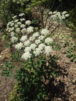 Heracleum sphondylium (Saatgut)