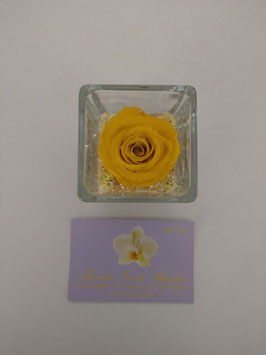 Rosa eterna gialla
