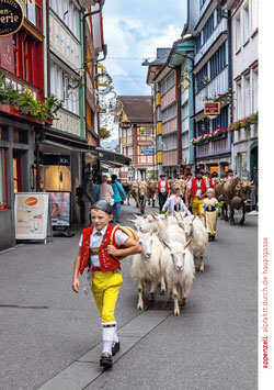 postkarte appenzell alpfahrt durch die hauptgasse
