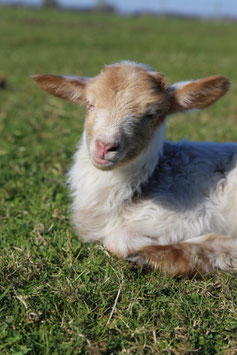 GEADOPTEERD   Adoptie lammetje  ( 72282 ) OOI