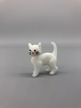 WHITE KITTEN