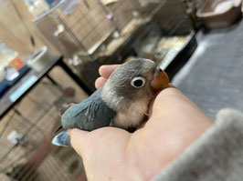 ブルーボタンインコ　秋田店　販売