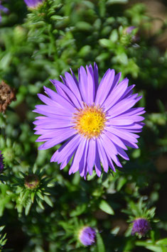 Aster dumosus 'Augenweide'