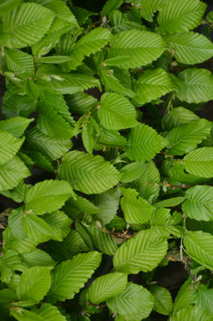 Carpinus betulus