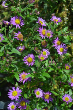 Aster ageratoides 'Ezo Murasaki'