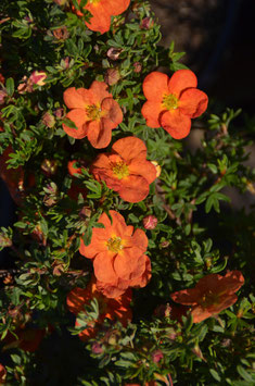 Potentilla 'Red Ace'