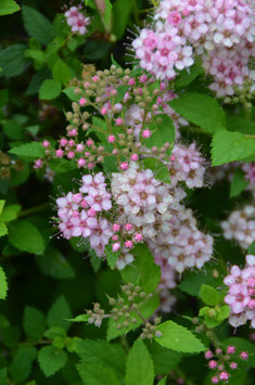 Spiraea japonica 'Little Princess'