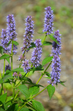 Agastache rugosa-Hybr. 'Blue Fortune'