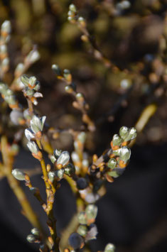 Salix helvetica