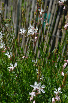 Gaura lindheimeri