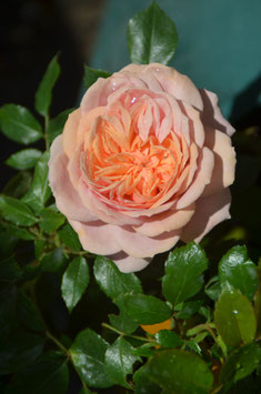 Garden of Roses