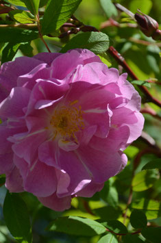 Rosa rugosa 'Thérèse Bugnet'