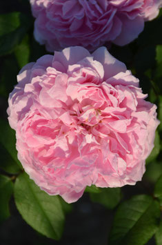 Jacques Cartier (Rosa damascena)