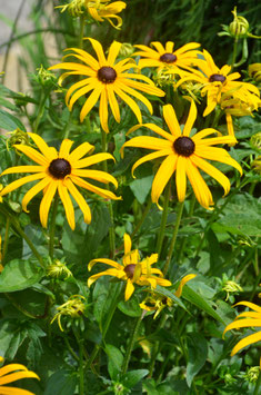 Rudbeckia fulgida ' Little Goldstar'