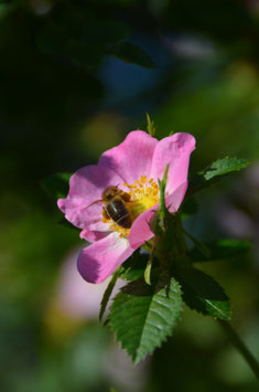 Rosa rubiginosa - Zaunrose/Apfelrose