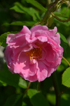 Trigintipetala (Rosa damascena)