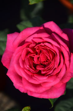 J. W. von Goethe Rose