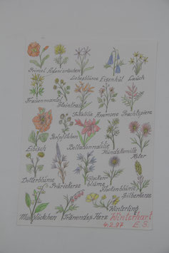 A4 handgezeichnetes Bild Buntstift Beschriftung Winterharte Gartenblumen E. Schulz