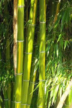 Phyllostachys Vivax Huangwenzhu  (bicolore) à partir de 15€ (en stock : vente et/ou expédition uniquement sur devis au 06 82 84 00 25)