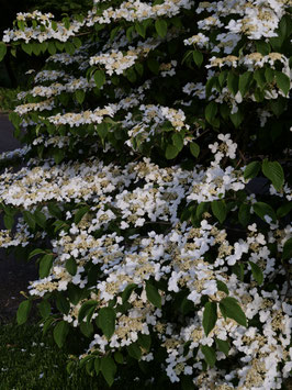 VIBURNUM PLICATUM "SUMMER SNOWFLAKES" ¤