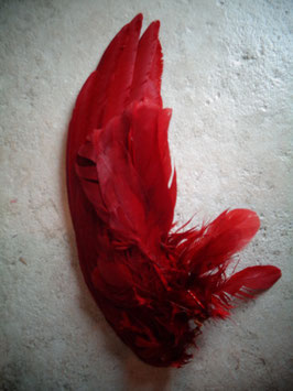 Aile rouge