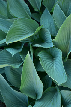 Hosta Hybride 'Snowden'