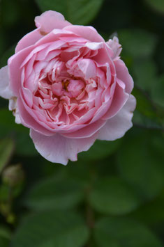 The Alnwick Rose